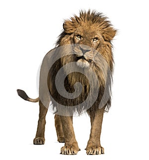 Lion standing, looking at the camera, Panthera Leo