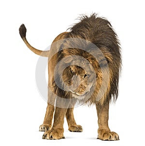 Lion standing, looking down, Panthera Leo, 10 years old, isolate