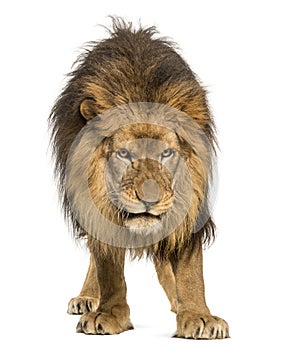 Lion standing, looking down, Panthera Leo, 10 years old, isolate