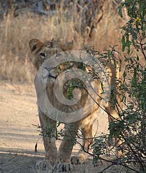 The lion standing near a tree in the forest photo