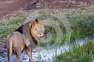 Lion standing next to a creek looking back in Lewa Wildlife Conservancy, Kenya