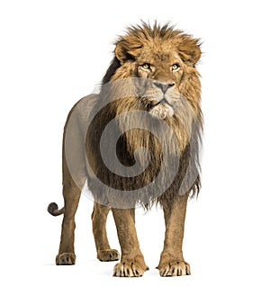 Lion standing, Panthera Leo, 10 years old, isolated