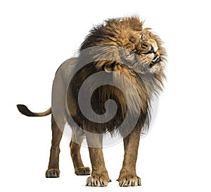 Lion standing, roaring, Panthera Leo, 10 years old, isolated on