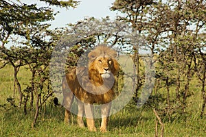 Lion standing in the shade