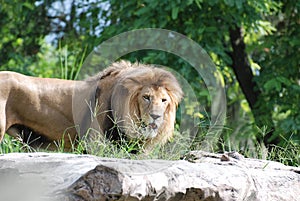 Lion Standing on Top of a Large Rock