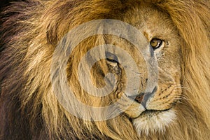 Lion Staring