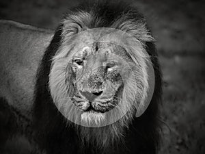 Lion staring into the camera. Head front paws and upper body visible