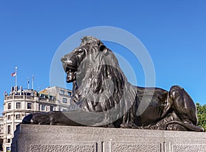 Lion statue closeup at Nelson`s Column, Trafalgar Square, London, UK