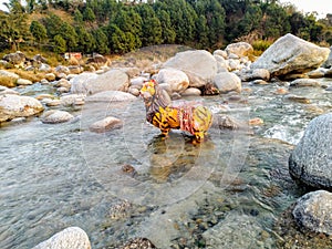 Lion statue in Water Palampur India