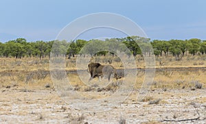 Lion in steppe of Etosha Park, Namibia
