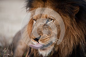 Lion sticking his tongue out