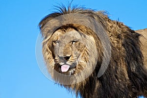 Lion, sticking out his tongue, teasing.