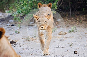 Lion on a Stroll