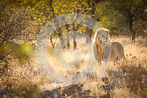 Lion in the sunrise light, Etosha National Park, Namibia