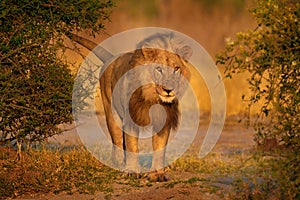 Lion sunset, Savuti, Chobe NP in Botswana. Hot season in Africa. African lion, male. Botswana wildlife. Young male near the water