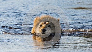 Lion is swimming through the swamp. Okavango Delta.