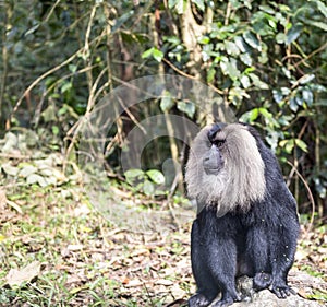 The lion tailed macaque