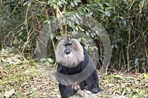 The lion tailed macaque