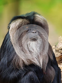 Lion-tailed Macaque