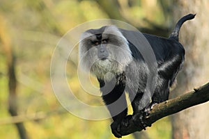 Lion-tailed macaque photo