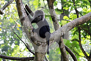 Lion-tailed macaque