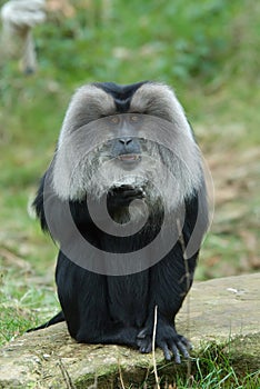 Lion-tailed Macaque