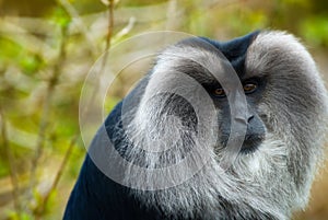 Lion-tailed Macaque