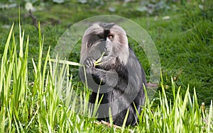 Lion-tailed macaque