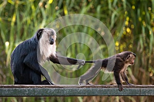 Lion-tailed macaque with baby, education of the young