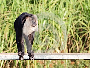 Lion-tailed macaque on the bench