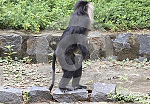 Lion tailed macaque black monkeyâ€™s