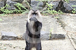 Lion tailed macaque black monkeyâ€™s