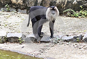 Lion tailed macaque black monkeyâ€™s