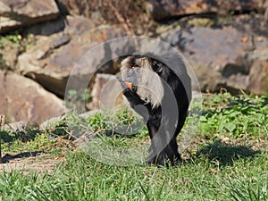 Lion-tailed macaque eating fruits - front view photo