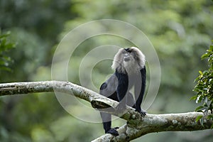 Lion tailed macaque from Evergreen Indian Forest