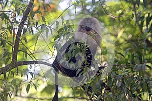 Lion Tailed Macaque in the forest