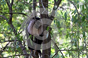 Lion Tailed Macaque in the forest