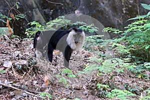 Lion Tailed Macaque in the forest