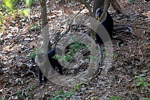 Lion Tailed Macaque in the forest