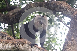 Lion-tailed Macaque on forest tree