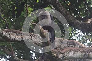 Lion-tailed Macaque on forest tree
