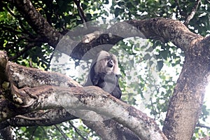 Lion-tailed Macaque on forest tree