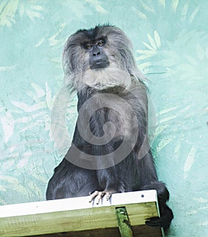 Lion Tailed Macaque (Latin Macaca silenus) .