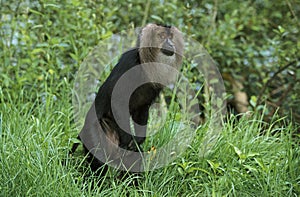 LION TAILED MACAQUE macaca silenus