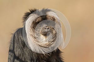 Lion-tailed macaque (Macaca silenus)