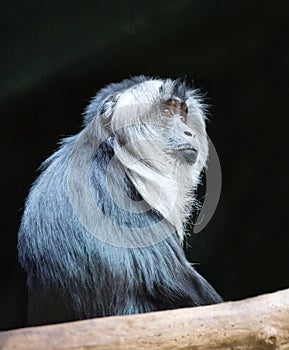 Lion-tailed macaque Macaca silenus.