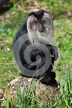 Lion-tailed macaque (Macaca silenus), also known as the wanderoo.