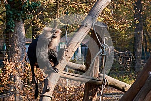 The lion-tailed macaque (Macaca silenus), also known as the wanderoo sitting on a log at zoo photo