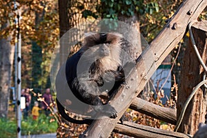 The lion-tailed macaque (Macaca silenus), also known as the wanderoo sitting on a log at zoo photo
