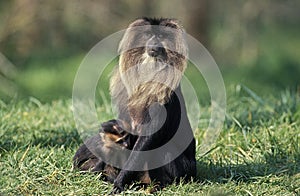 Lion Tailed Macaque, macaca silenus, Female with Young